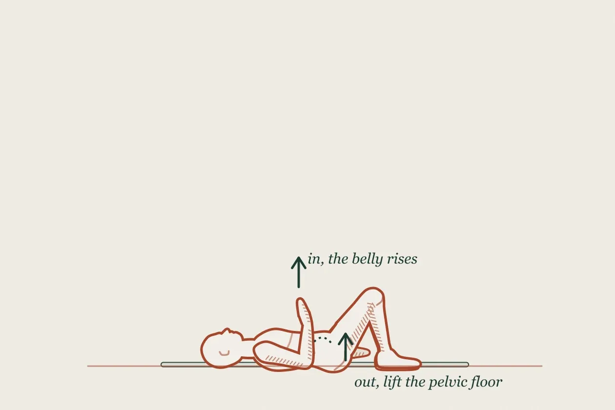 Exercise drawing: a figure lying with knees bent and a hand on the belly, with arrows for breathing in and out