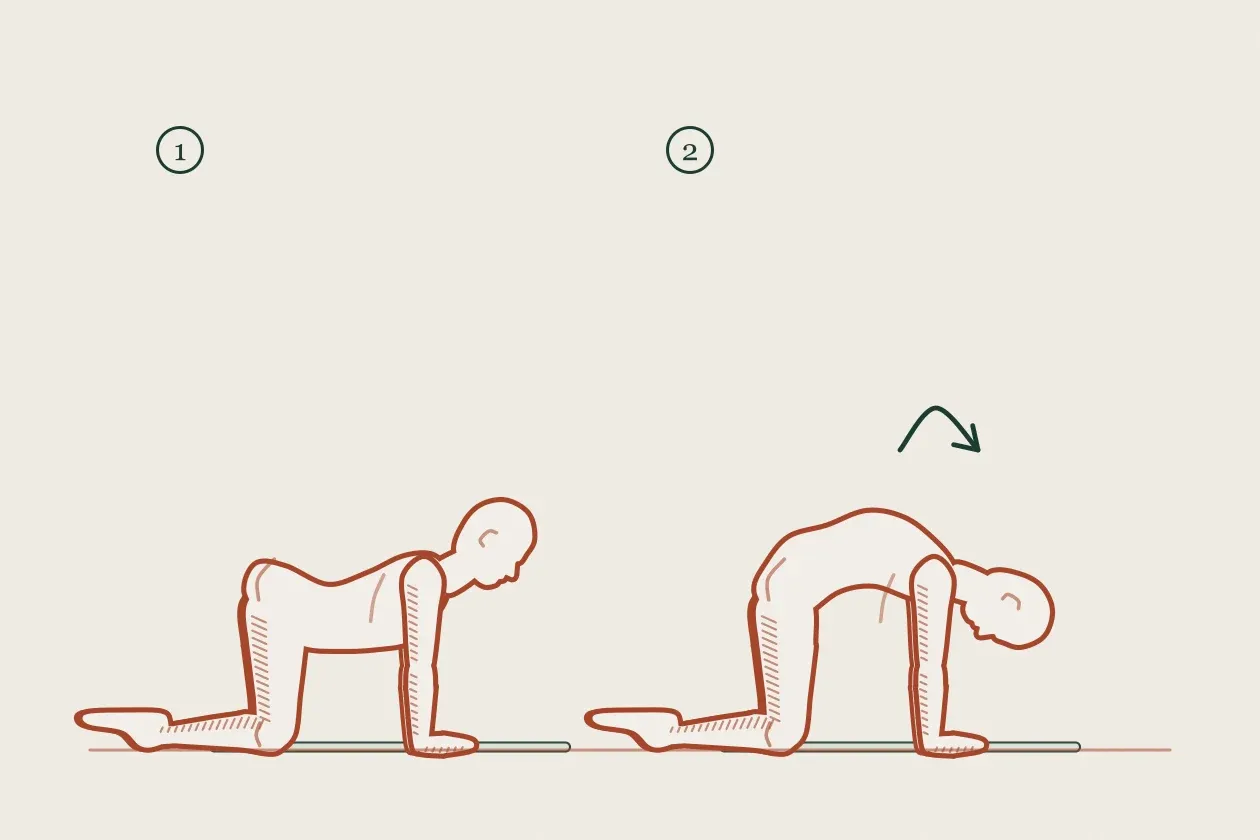Exercise drawing in two steps: a figure on all fours with the back gently arched, then rounded